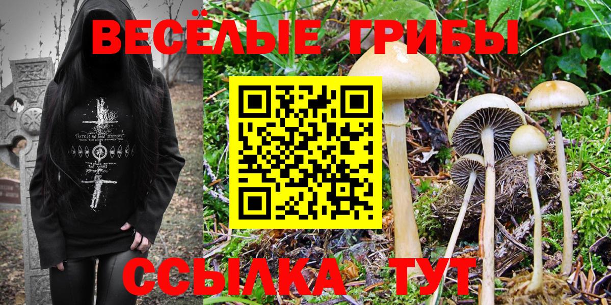 Галлюциногенные грибы Psilocybine cubensis Сызрань